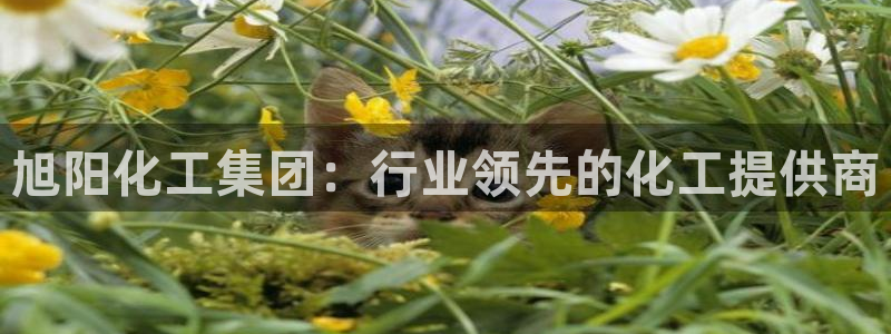球盟会黑款吗知乎小说：旭阳化工集团：行业领先的化工提供商