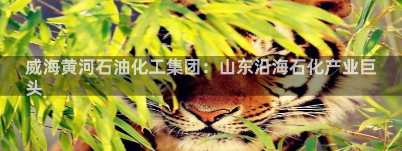 球盟会网页登录：威海黄河石油化工集团：山
